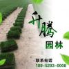 供應(yīng)優(yōu)質(zhì)百慕大草坪 耐寒耐旱耐踐踏綠化草坪草皮