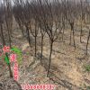 專業種植紫葉李 工程綠化專用紫葉李 樹形優美 造型獨特紫葉李