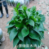 綠蘿吊蘭 室內(nèi)盆栽 室內(nèi)植物盆栽 綠羅
