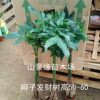 【基地直供】批發(fā)發(fā)財樹 觀葉植物小盆栽花卉發(fā)財樹盆栽
