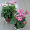 室內綠植 長壽花重瓣苗 長壽花苗 長壽花盆栽 多肉植物 防輻射