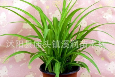 青葉吊蘭盆栽綠植室內花卉水培植物辦公室花草凈空氣