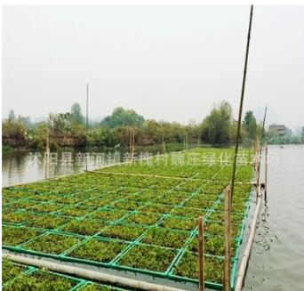 優(yōu)質(zhì)水芹 水英 細(xì)本山芹菜 牛草 楚葵 刀芹 蜀芹 供應(yīng)水生植物