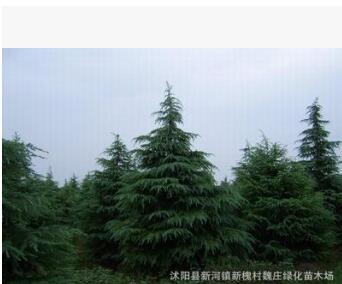 超低價供應(yīng)雪松樹-雪松苗-雪松樹苗 松樹苗 1米 其他規(guī)格齊