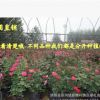 超低價格 3年生 月季花23個品種 大花月季 盆栽 帶花苞嫁接月季