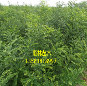 順林苗木基地現(xiàn)貨出售優(yōu)質(zhì)速生國(guó)槐 高成活率速生國(guó)槐價(jià)格實(shí)惠$
