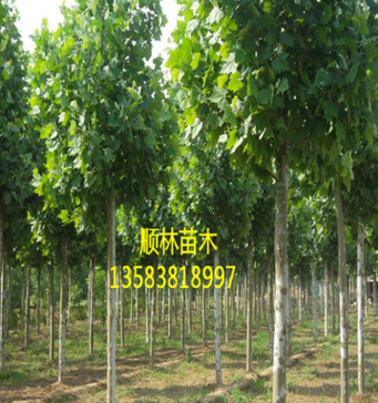 批量供應(yīng)現(xiàn)挖法桐樹苗 長(zhǎng)勢(shì)茂盛法桐樹苗 量大優(yōu)惠$