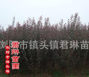 紅葉李湖南低價格銷售 喬木紅葉李 紅葉李苗木