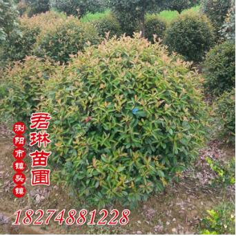 低價供應(yīng) 紅葉石楠球 耐寒耐高溫