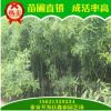 大量出售國(guó)槐樹(shù) 苗圃直銷供應(yīng)規(guī)格多國(guó)槐苗 長(zhǎng)期熱銷供應(yīng)國(guó)槐