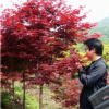 批發(fā)紅楓小苗 園林綠化苗木 現(xiàn)貨充足 紅楓工程苗 規(guī)格齊全