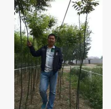 自家苗木20公分國槐