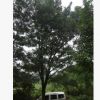 供應國槐苗 廣西國槐 叢生國槐 高桿國槐