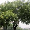 廣西國槐樹,廣西楊梅樹,桂林桂花樹,桂林楊梅樹
