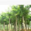 低價批發供應10-30cm國槐苗木--綠化苗木