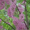 集安槐樹根 香槐根 純香花槐種根 品種純 質(zhì)量優(yōu)