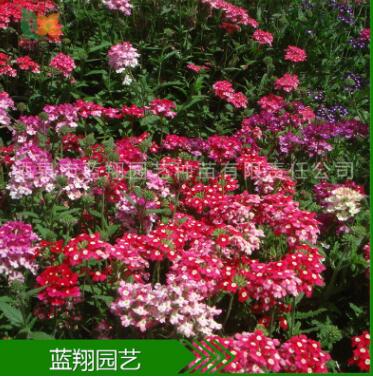 花卉種子 美女櫻 盆栽花種子 四季易種花種 種子批發 廠家直銷