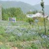 花卉種子 草花組合（高速公路系列）種子 種子批發 花種子 特惠價