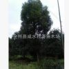 香樟批發 香樟樹基地 1-8-12-15-20-80公分香樟 全冠移植廣西香樟