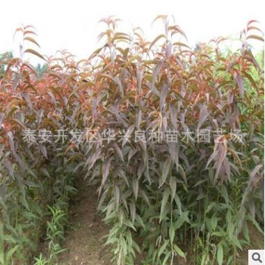 基地供應桃樹苗 冬風桃苗 春蜜桃苗 映霜紅桃苗1.5公分、2公分