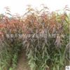 基地供應桃樹苗 冬風桃苗 春蜜桃苗 映霜紅桃苗1.5公分、2公分