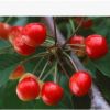 供應(yīng)黑珍珠櫻桃苗、黑珍珠大櫻桃樹苗價(jià)格