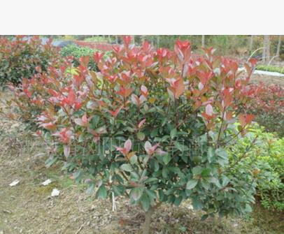 供應3公分桂花小苗，八月桂花，桂花樹，金桂，八月桂花