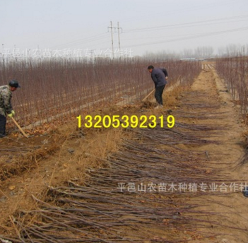 批發(fā) 西府海棠樹(shù)苗 西府海棠小苗 綠化苗 工程苗 包成活 基地直銷