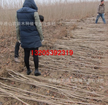 長(zhǎng)期供應(yīng)1至2公分櫻花小苗 大量出售 山東櫻花樹(shù)