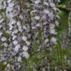 基地直銷優(yōu)質(zhì) 紫藤苗 庭院 花園 園林工程專用紫藤花 綠化苗木
