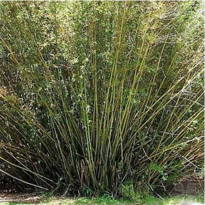 批發(fā)竹子苗小琴絲竹庭院綠化觀賞工程綠化園林綠籬