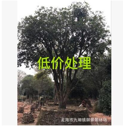 福建八月桂花樹價格 福建金桂批發銷售 福建桂花樹低價處理