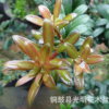 紅芽珍珠羅漢松苗，紅芽珍珠羅漢松實(shí)生苗，紅芽珍珠羅漢松原生苗