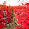 樹苗行道樹綠化苗木 美國紅楓苗 秋火焰數(shù)量大
