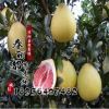 柚子樹苗 批發(fā)果樹苗 正宗紅肉蜜柚苗 嫁接柚子苗 3年結(jié)果苗
