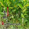 果樹苗果苗嫁接苗當(dāng)年結(jié)果四季香水檸檬 香水檸檬苗植物可盆栽