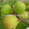 金傲芬無花果苗 直銷 果樹苗 無花果樹苗 無花果小苗 當(dāng)年結(jié)果