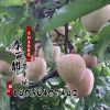 苗圃批發(fā)果樹苗蘋果苗 蘋果樹苗 盆栽地栽庭院 南方 北方種植