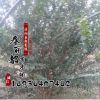 基地紫薇樹苗價(jià)格 綠化苗木工程 紫薇樹苗銷售 規(guī)格齊全