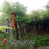 基地直銷 香樟園林綠化工程苗木 香樟規(guī)格齊全 價(jià)格從優(yōu)