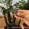 小葉紫檀樹苗 黑骨檀苗小葉紫檀樹樁盆景 鎮宅辟邪室內盆景盆栽