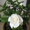 批發盆栽花卉 小葉梔子花苗 雀舌梔子花小苗 當年開花室內 綠植