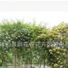 批發庭院 攀緣爬藤植物花卉 木香花苗 十里香 藤類植物 攀援植物