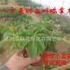 批發盆栽花苗 八方來財 又叫鴨掌木 正好八片葉子 特價