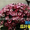 批發瓜葉菊種子 大花瓜葉菊 精品菊花 迷你盆栽 混色裝 30粒/包