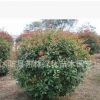 苗圃直銷園林綠化苗木紅葉石楠球紅葉石楠色塊苗規格齊全貨源充足