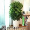 批發供應盆栽苗八方來財又叫鴨掌木鴨腳木大型八方來財 發財樹