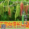 臺灣四季超級長 果桑 桑葚樹苗 南方果苗 紫金蜜桑 果桑樹