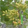 美國進口最新改良品種開心果苗渾子2年苗 盆栽庭院果樹苗