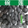 碗蓮水培花卉種子 綠植盆栽碗蓮種子 水生蓮花 迷你荷花種子